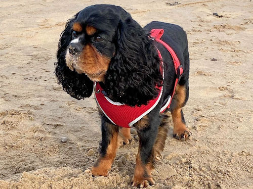 Max2 on Filey beach-2021_09_01.jpg